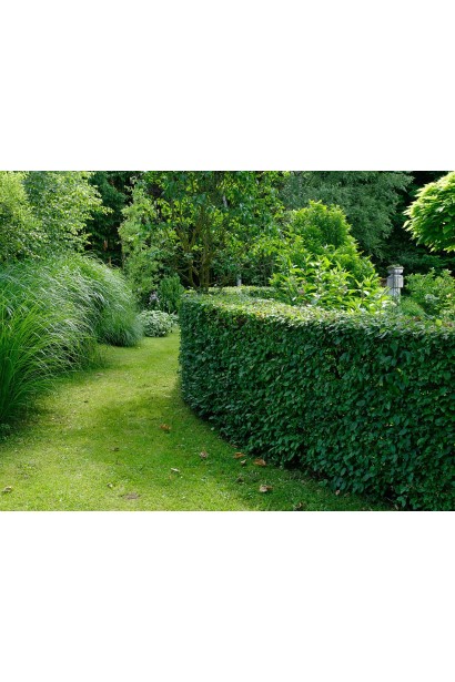 Низький стрижений живопліт з грабу